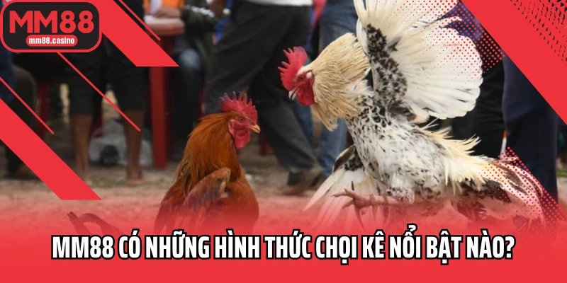 MM88 có những hình thức chọi kê nổi bật nào? MM88 có những hình thức chọi kê nổi bật nào?