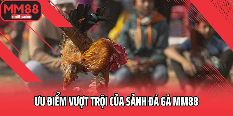 Ưu điểm vượt trội của sảnh đá gà MM88 Ưu điểm vượt trội của sảnh đá gà MM88
