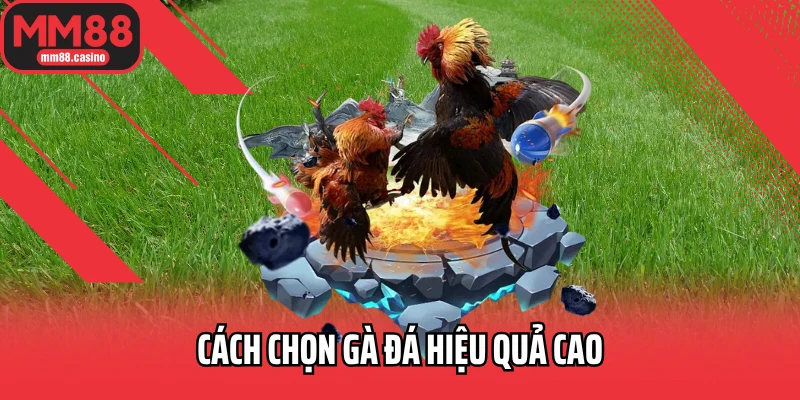 Cách chọn gà đá hiệu quả cao
