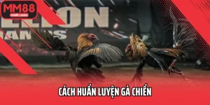Cách huấn luyện gà chiến