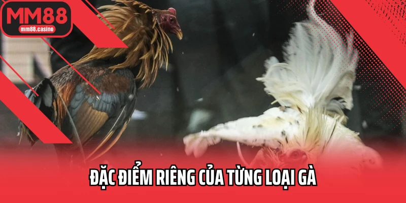 Đặc điểm riêng của từng loại gà