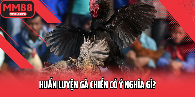 Huấn luyện gà chiến có ý nghĩa gì? Huấn luyện gà chiến có ý nghĩa gì?