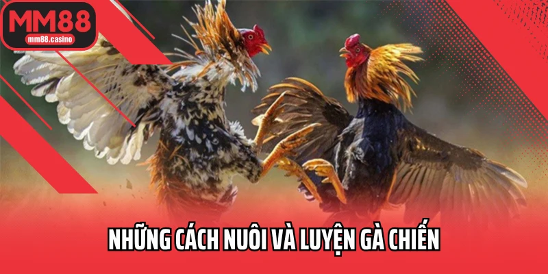 Những cách nuôi và luyện gà chiến Những cách nuôi và luyện gà chiến