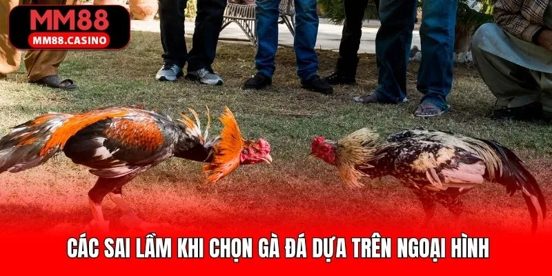 Lỗi sai quen thuộc khi chọn chiến kê qua ngoại hình